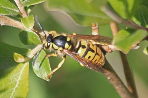 Vespula germanica